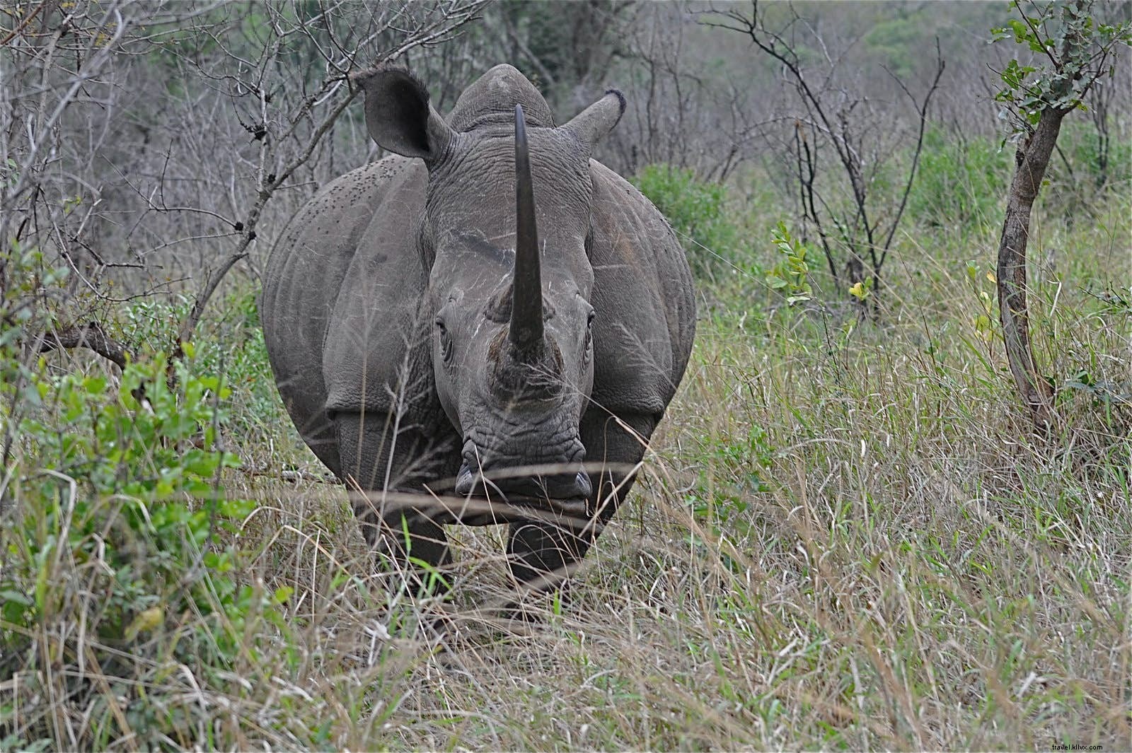 Affordable African Safaris: Spot the Big Five Without Breaking the Bank