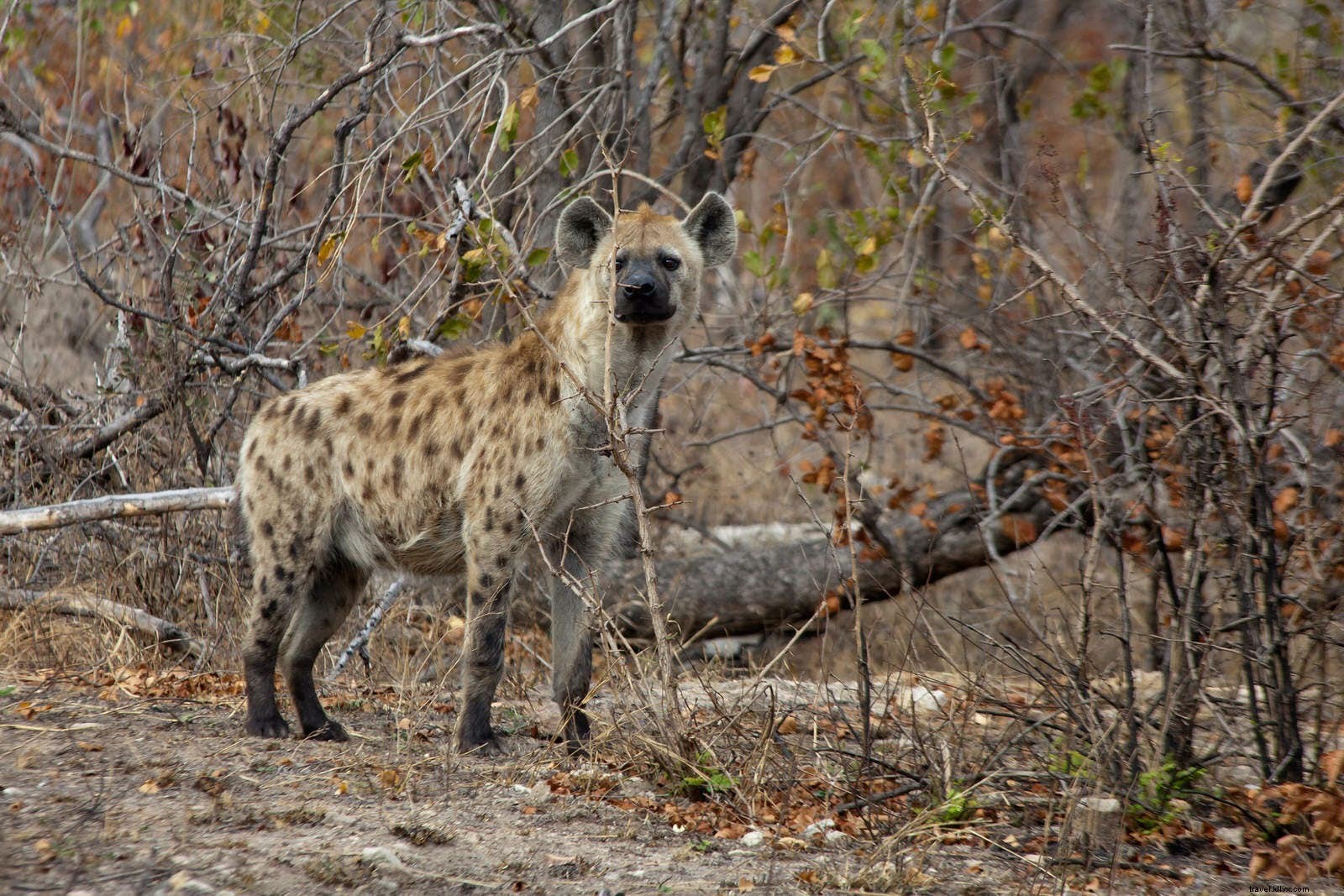 Africa s Most Thrilling Adventures: Budget-Friendly Wild Experiences Beyond National Parks