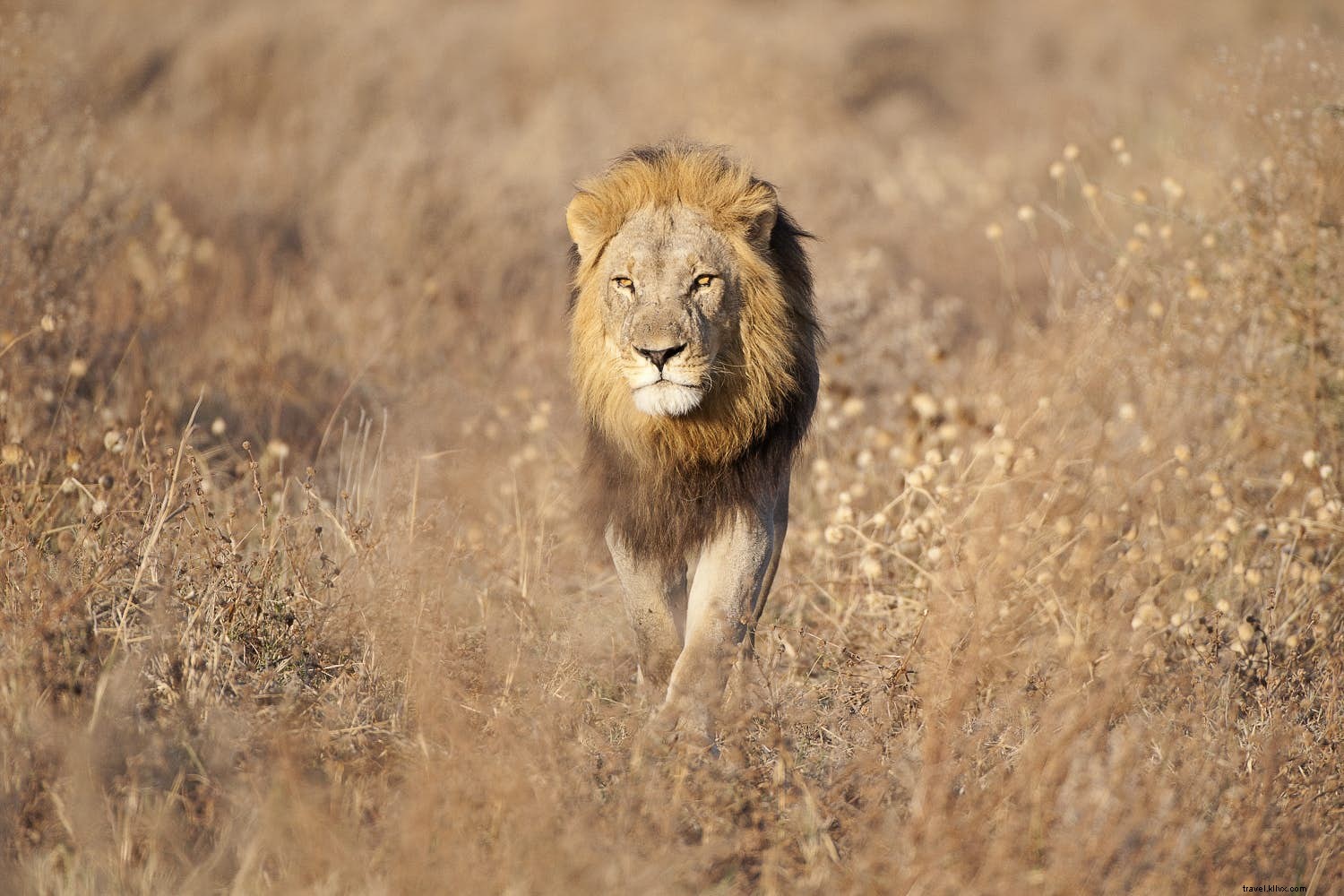 Expert Packing Guides for Every Trip: Wilderness, Cities, Rainforests & More