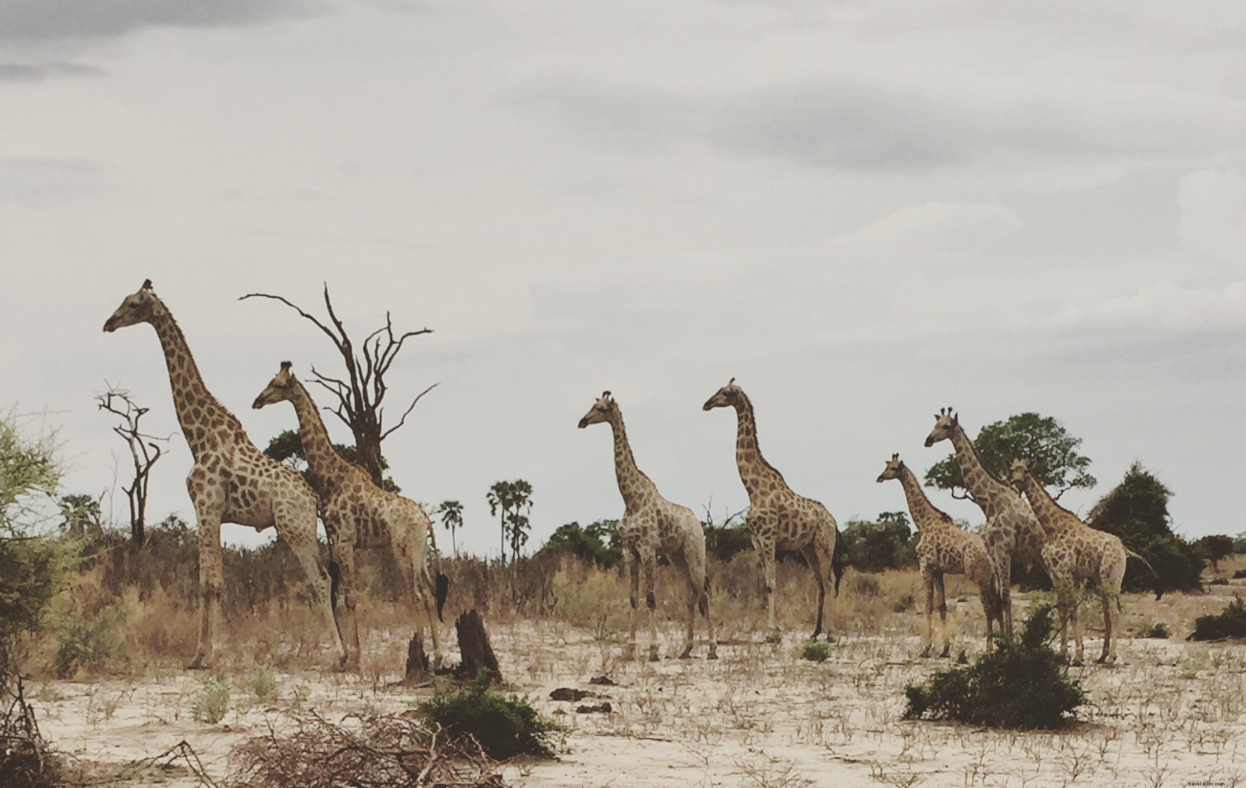 Botswana Safaris: Okavango Delta, Chobe River, and Kalahari Desert Adventures