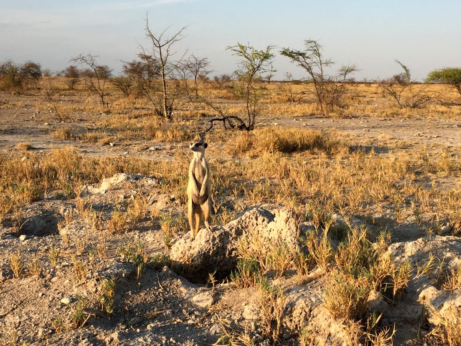 Botswana Safaris: Okavango Delta, Chobe River, and Kalahari Desert Adventures
