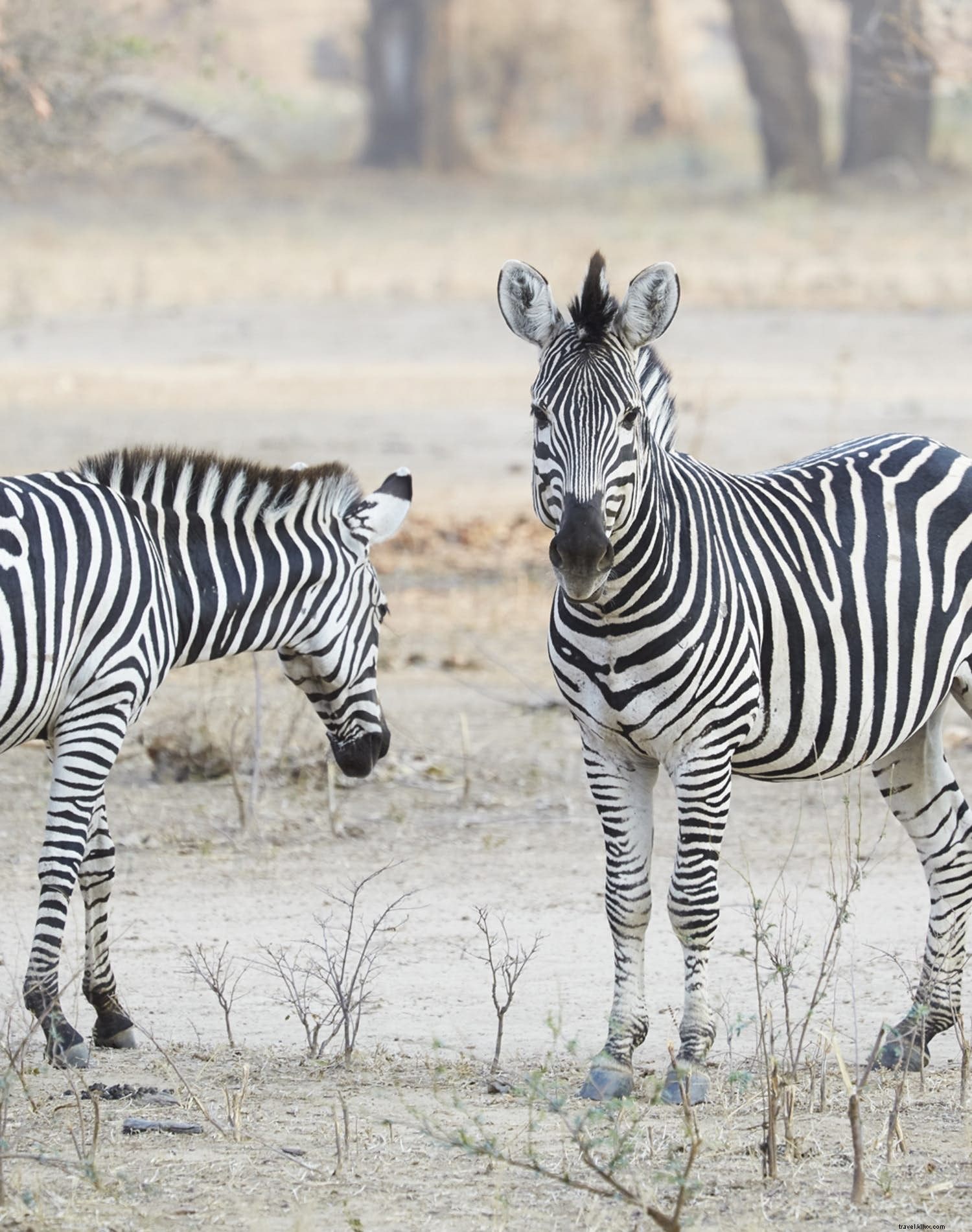 Tracing the Zambezi: A Journey Through Southern Africa s Mythical River and Wildlife Wonders