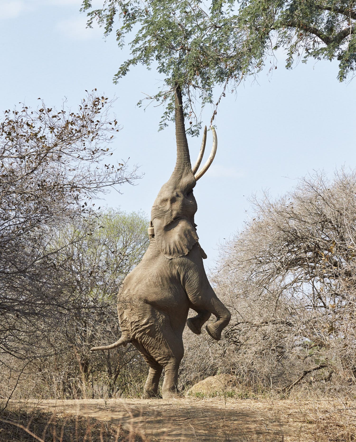 Tracing the Zambezi: A Journey Through Southern Africa s Mythical River and Wildlife Wonders