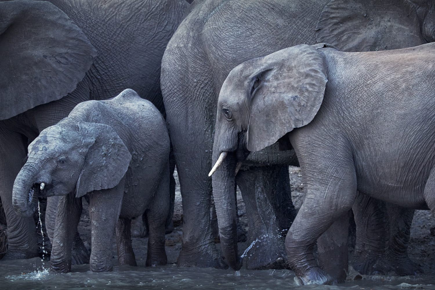 Tracing the Zambezi: A Journey Through Southern Africa s Mythical River and Wildlife Wonders