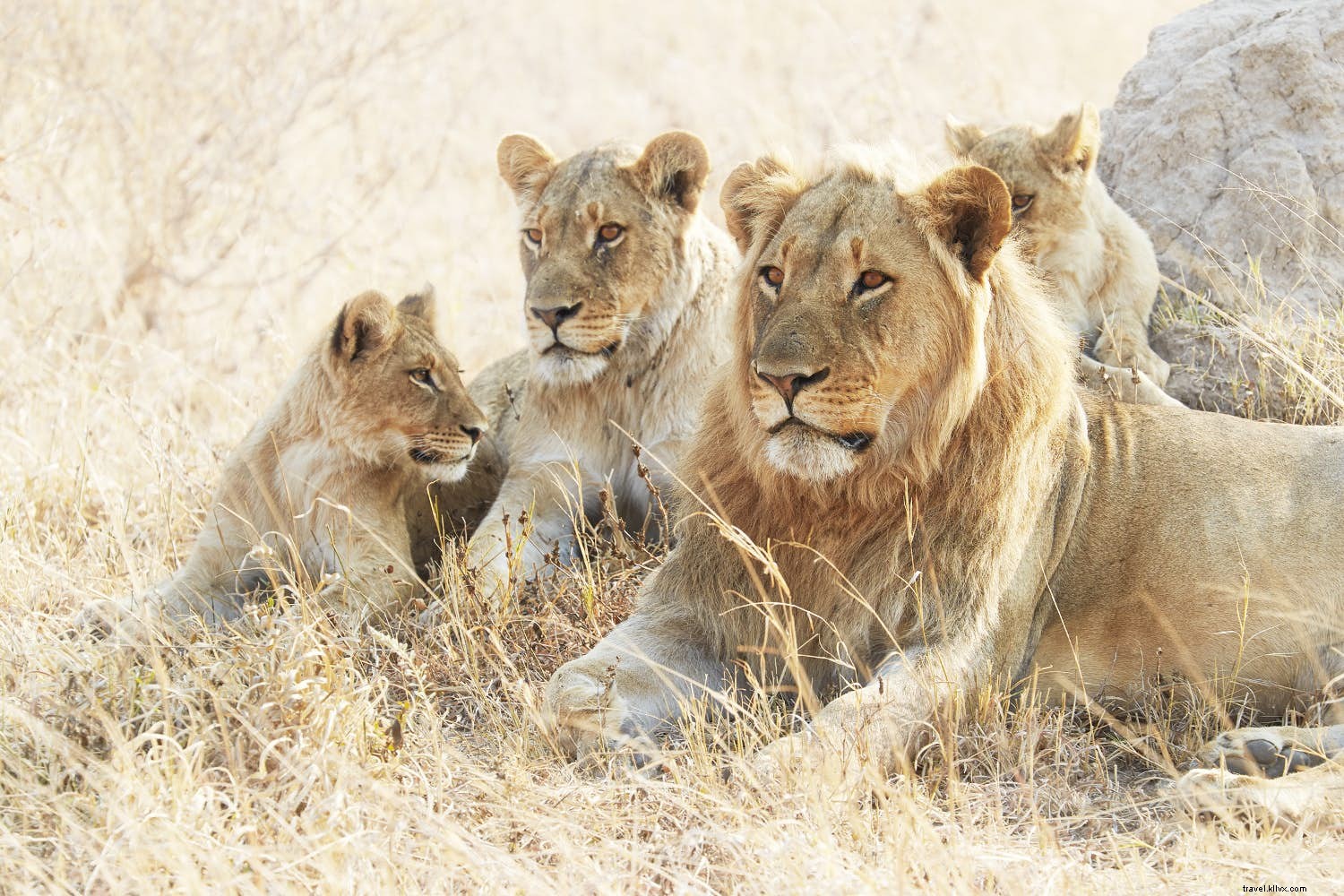 Tracing the Zambezi: A Journey Through Southern Africa s Mythical River and Wildlife Wonders