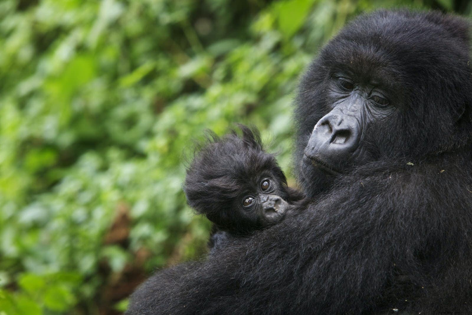 Top June Travel Destinations: Gorilla Treks, Midnight Sun, and Iconic Festivals