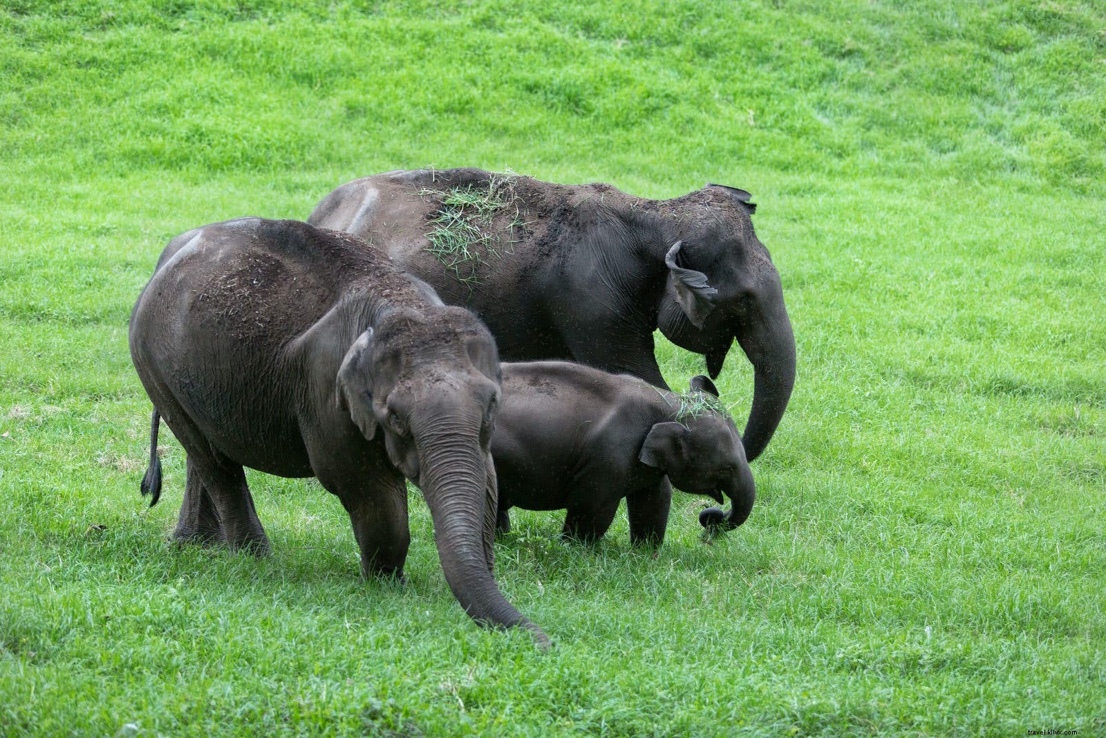 Unforgettable Wildlife Encounters: Lonely Planet Experts Share Their Best Moments in the Wild