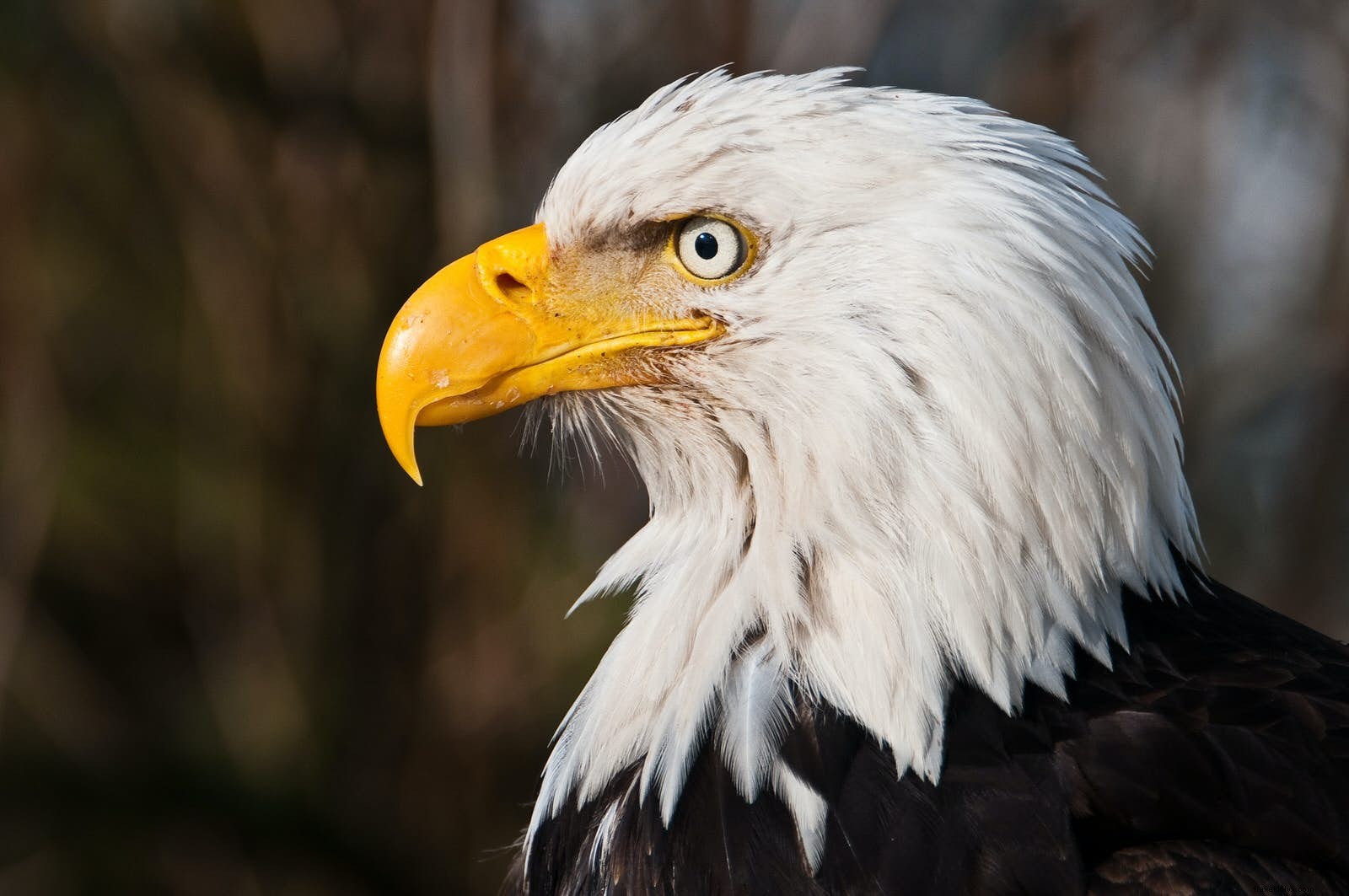 Unforgettable Wildlife Encounters: Lonely Planet Experts Share Their Best Moments in the Wild