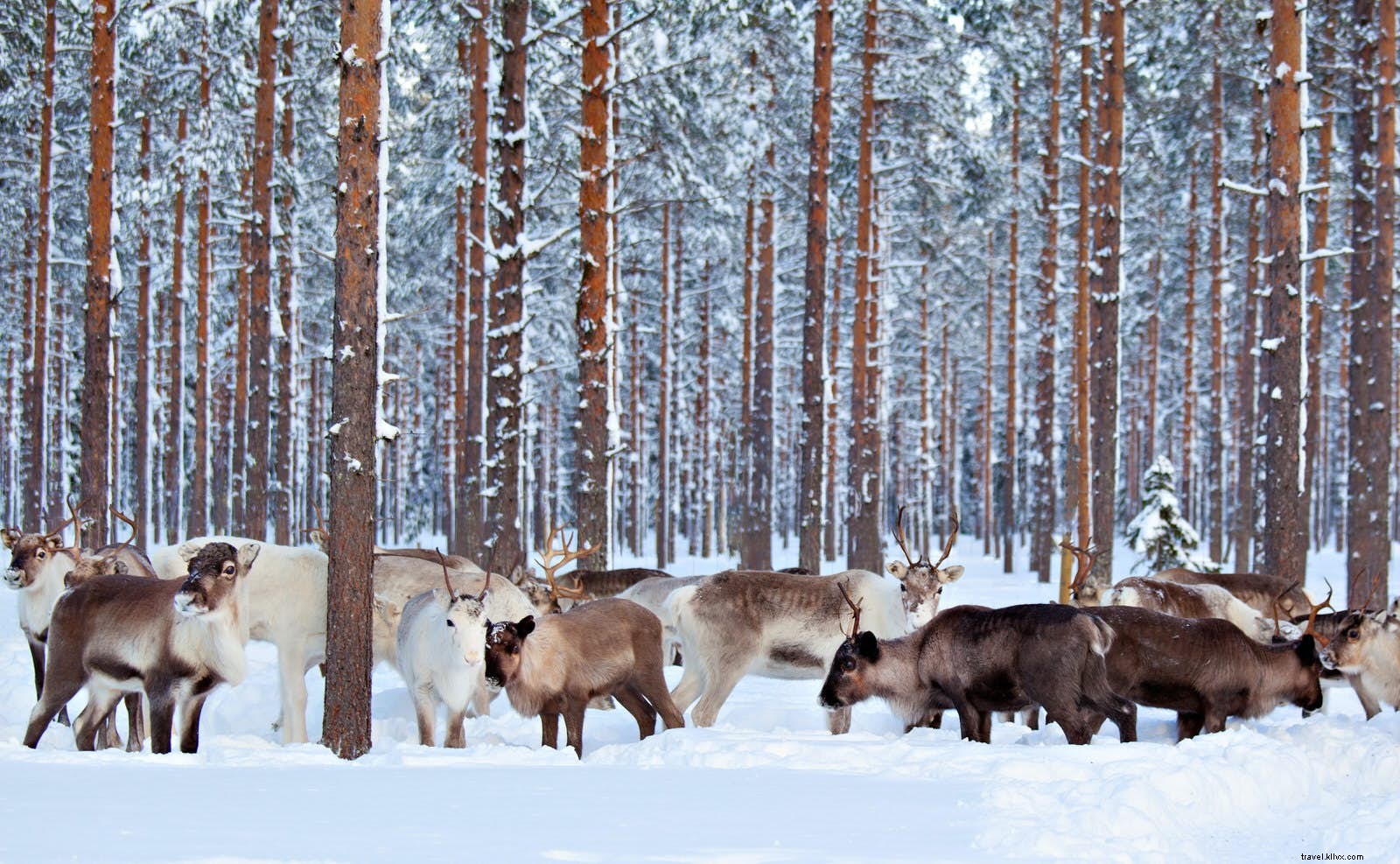 Unforgettable Wildlife Encounters: Lonely Planet Experts Share Their Best Moments in the Wild