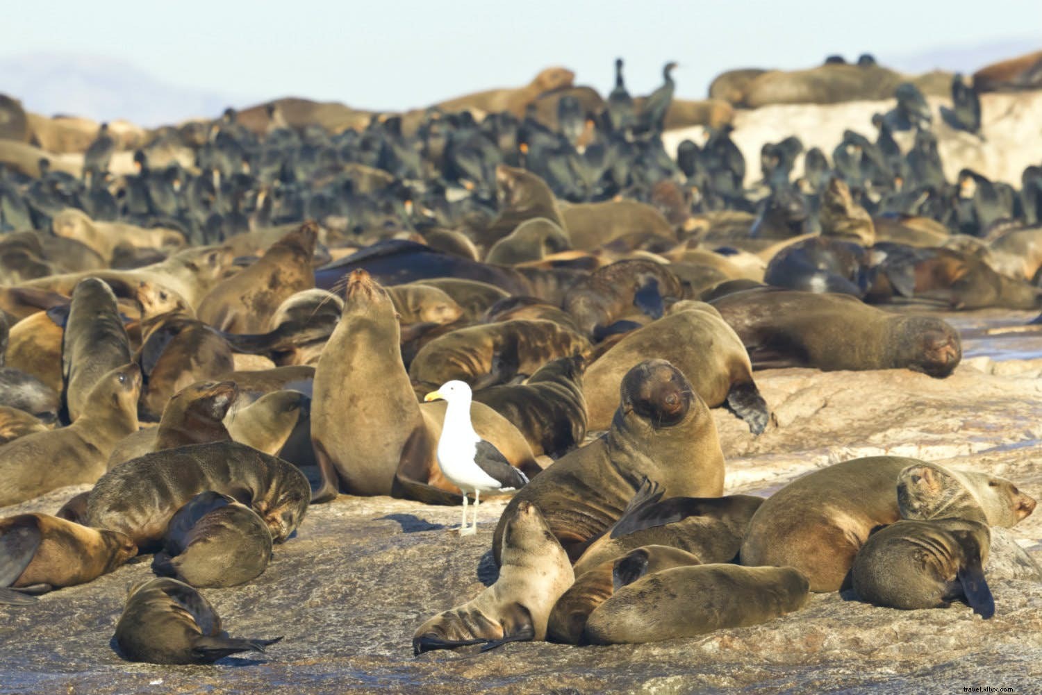 7 Extraordinary Islands Ruled by Wildlife: Unmissable Animal Kingdoms