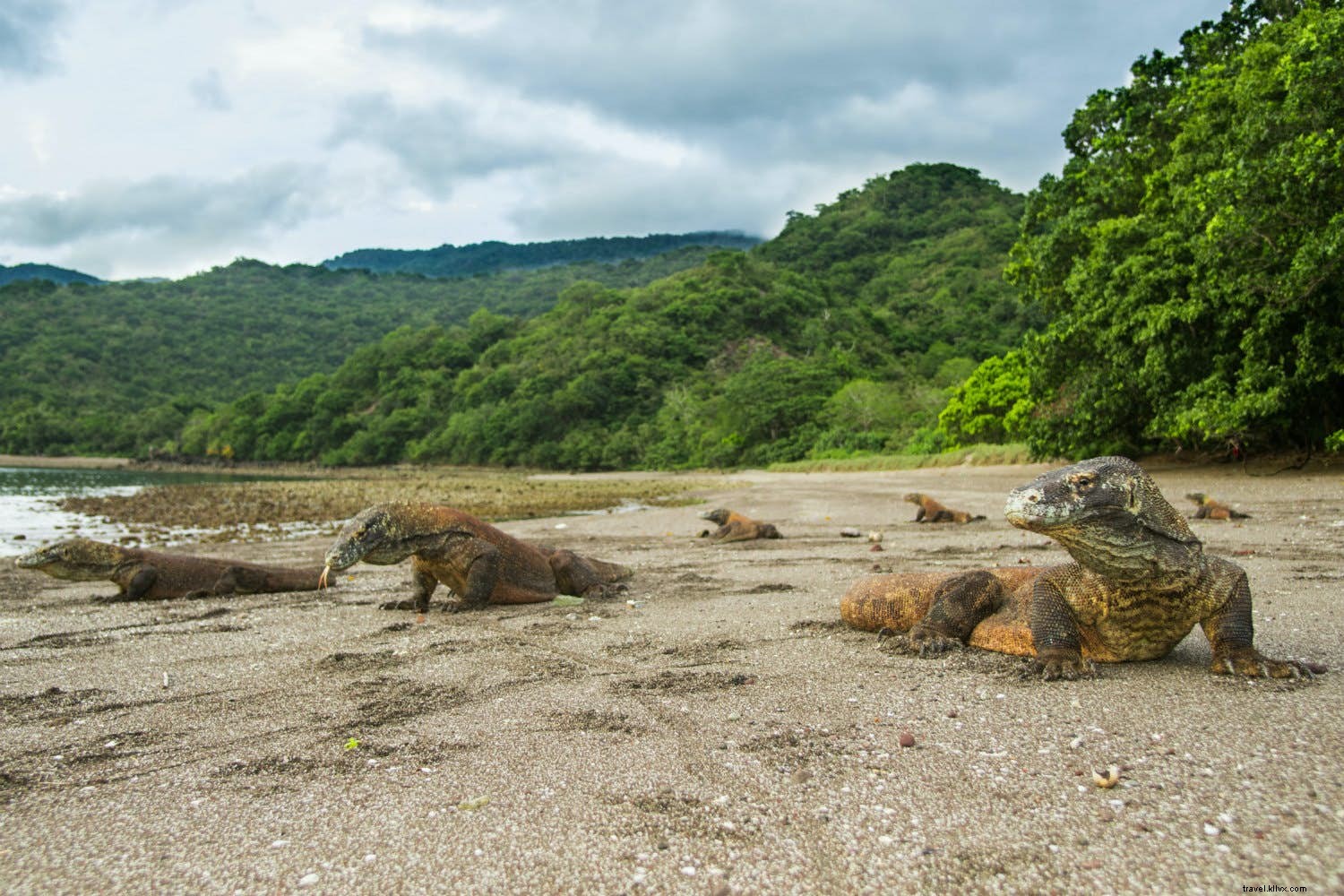 7 Extraordinary Islands Ruled by Wildlife: Unmissable Animal Kingdoms