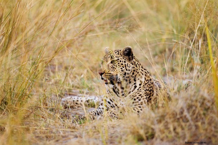 Ultimate Guide: Planning a Kid-Friendly Botswana Safari Adventure