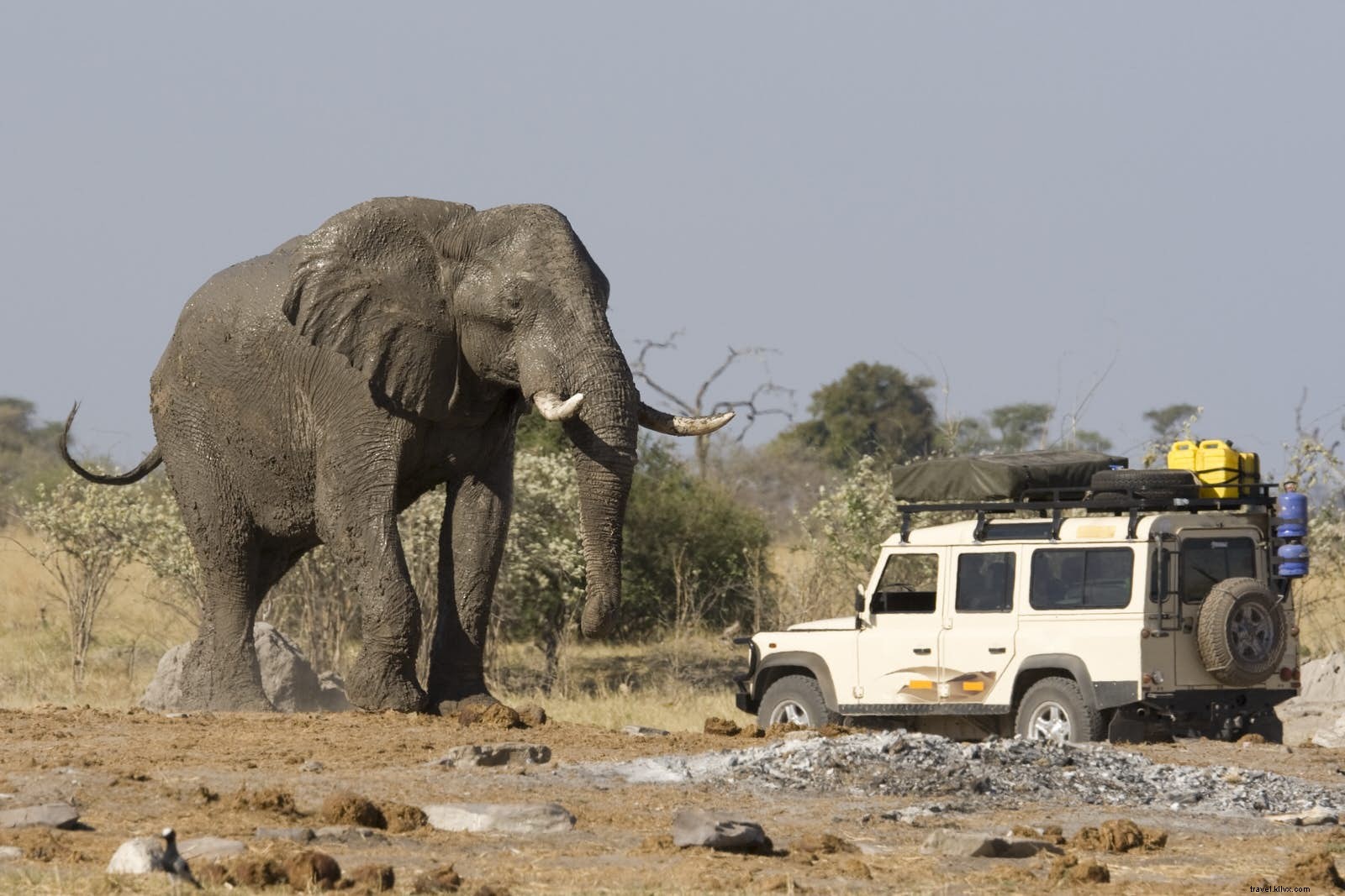 Botswana Self-Drive Safaris: Ultimate Freedom and Wildlife Encounters