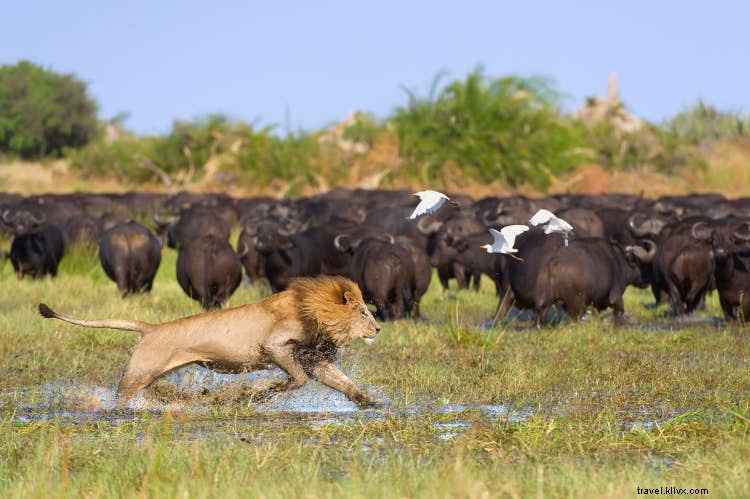 Why the Okavango Delta is Botswana s Premier Safari Destination