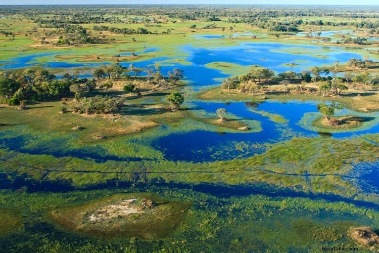 Why the Okavango Delta is Botswana s Premier Safari Destination