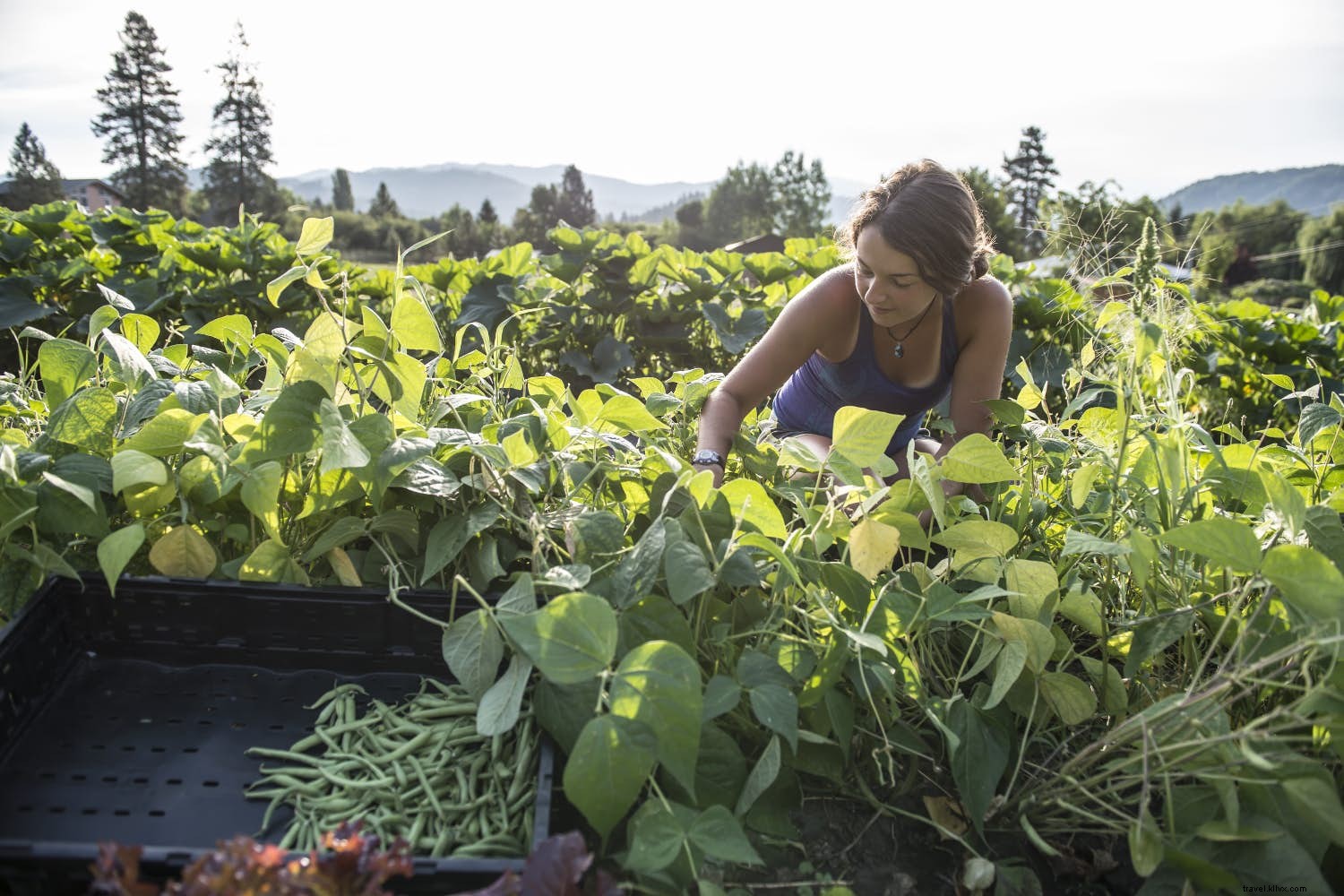 Top Careers That Pay You to Travel the World: From Flight Attendant to Yacht Crew