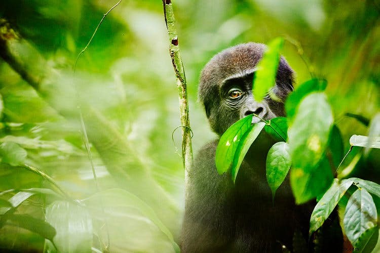 Gorilla Trekking in Congo: Encountering the Spirits of Odzala s Rainforest
