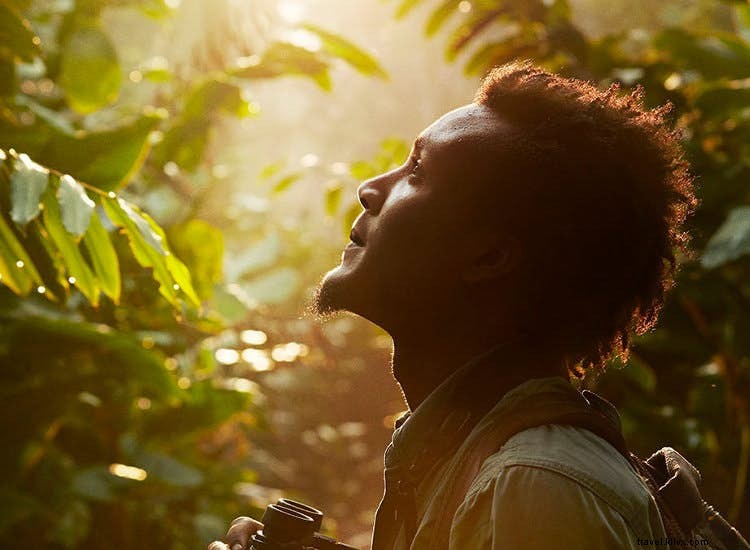 Gorilla Trekking in Congo: Encountering the Spirits of Odzala s Rainforest