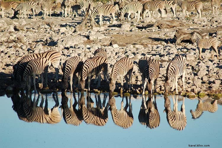 Ultimate Self-Drive Safari in Namibia: Expert 2-Week Itinerary