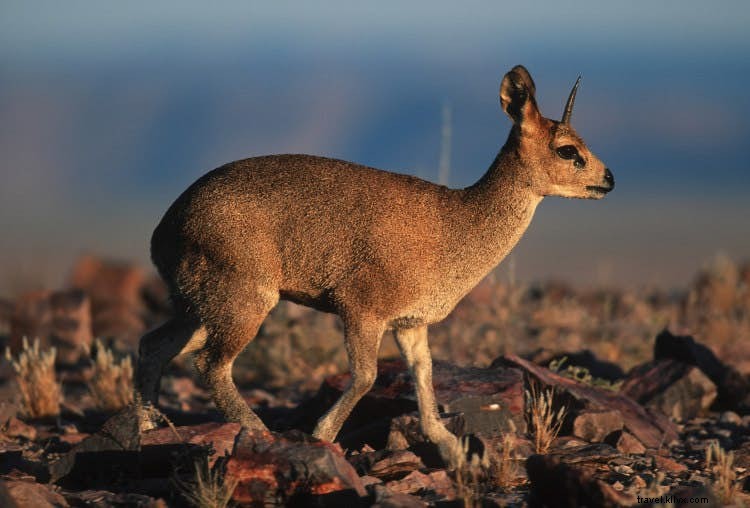 Ultimate Guide to Hiking Namibia s Fish River Canyon: An Epic 85km Adventure