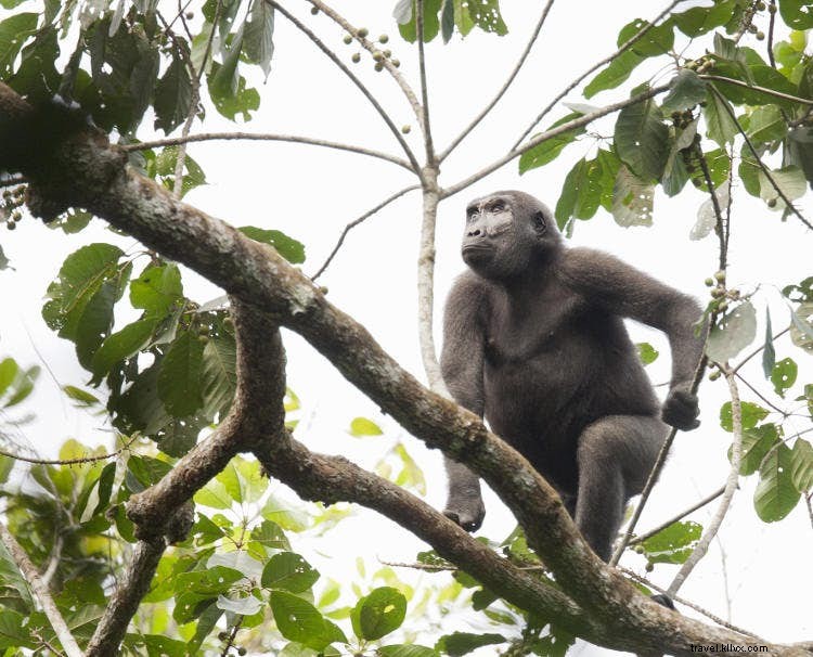 Republic of Congo Wildlife: Unparalleled Access to Gorillas, Elephants, and Pristine Jungles