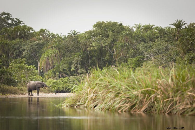 Republic of Congo Wildlife: Unparalleled Access to Gorillas, Elephants, and Pristine Jungles