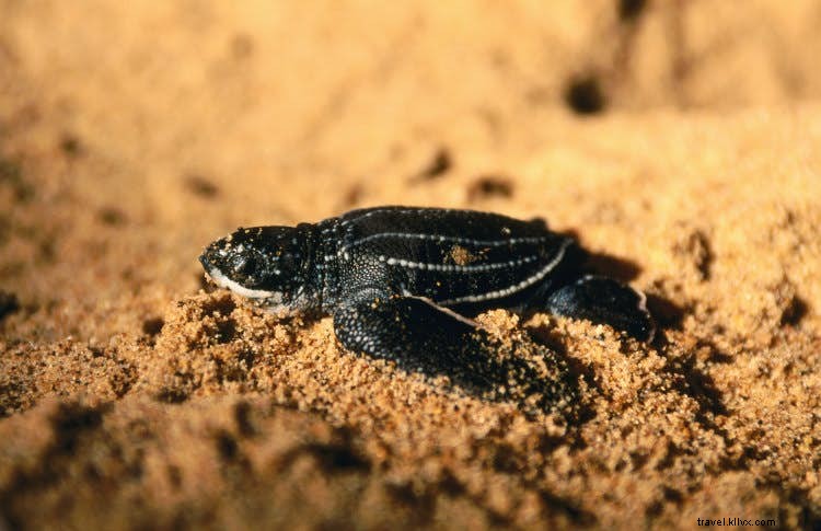 Republic of Congo Wildlife: Unparalleled Access to Gorillas, Elephants, and Pristine Jungles