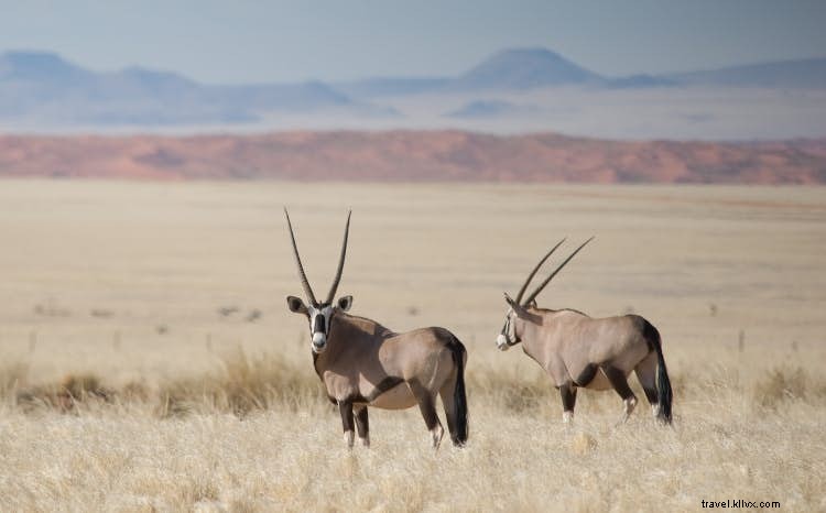 Namibia s Thriving Safari Wildlife: Africa s Premier Conservation Success