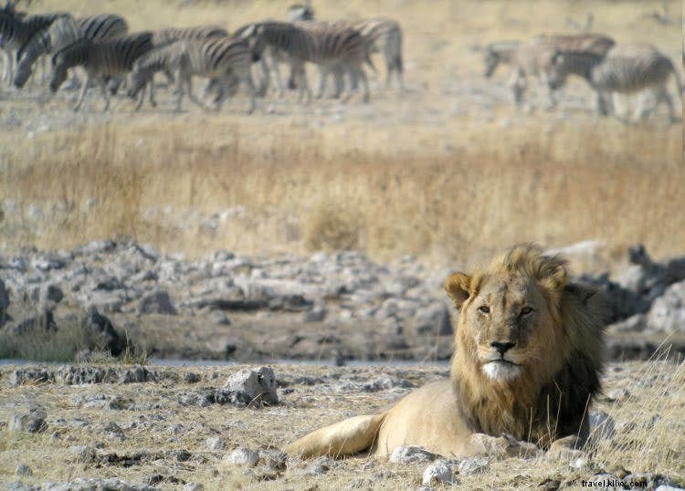 Namibia s Thriving Safari Wildlife: Africa s Premier Conservation Success