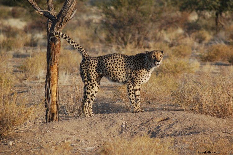 Namibia s Thriving Safari Wildlife: Africa s Premier Conservation Success