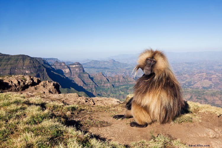 Beyond the Big Five: Discover Ethiopia s Rare Wildlife in Bale Mountains and Beyond