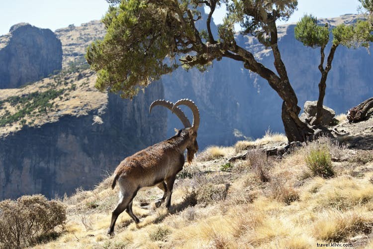 Beyond the Big Five: Discover Ethiopia s Rare Wildlife in Bale Mountains and Beyond