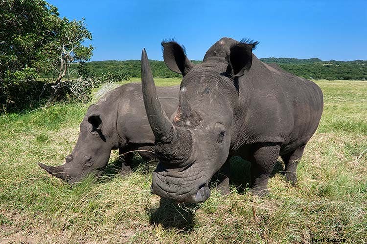 Affordable African Safari Alternatives: Budget Ways to See the Big Five