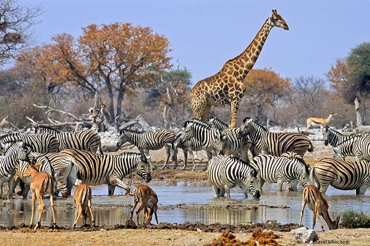 Affordable African Safari Alternatives: Budget Ways to See the Big Five