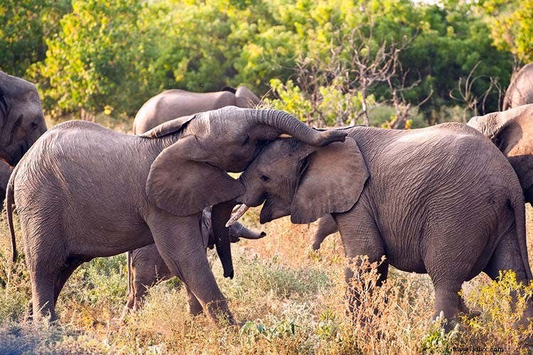 Affordable African Safari Alternatives: Budget Ways to See the Big Five