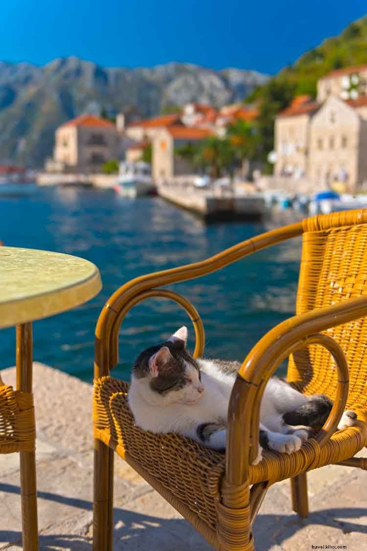Top 10 Cat Lover Destinations: Must-Visit Spots for Feline Enthusiasts Worldwide