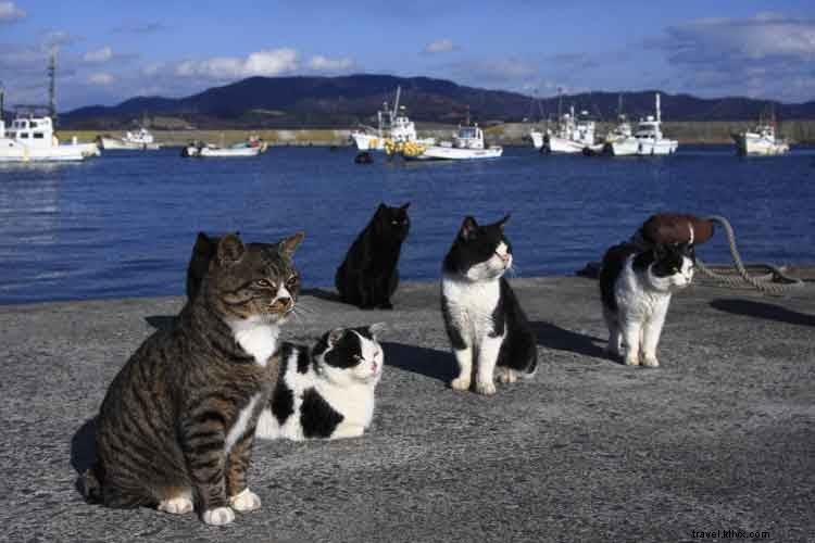 Top 10 Cat Lover Destinations: Must-Visit Spots for Feline Enthusiasts Worldwide