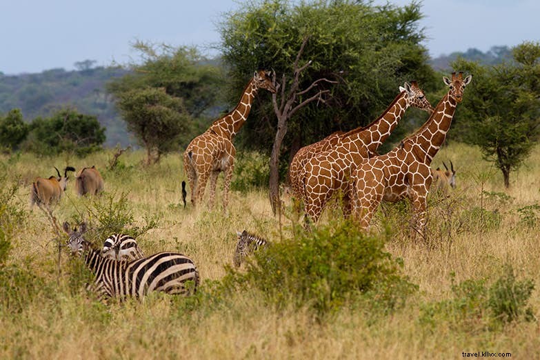 Born Free Again: The Remarkable Revival of Kenya s Meru National Park