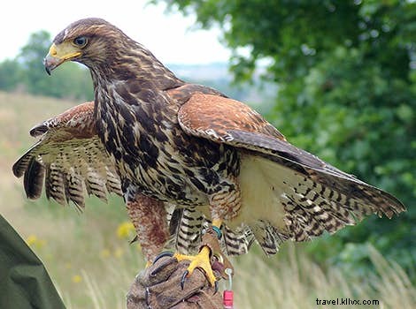 Top Wildlife Adventures Worldwide: Unforgettable Animal Encounters from Lonely Planet
