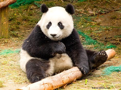 Top Wildlife Adventures Worldwide: Unforgettable Animal Encounters from Lonely Planet