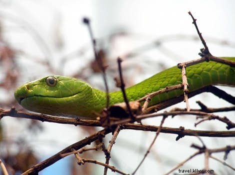 Top Wildlife Adventures Worldwide: Unforgettable Animal Encounters from Lonely Planet