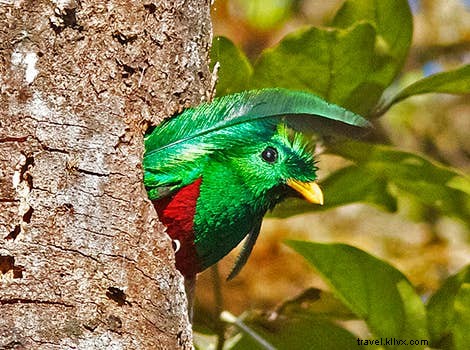 Ultimate Guide to Exceptional Birdwatching in Remote Highlands and Islands