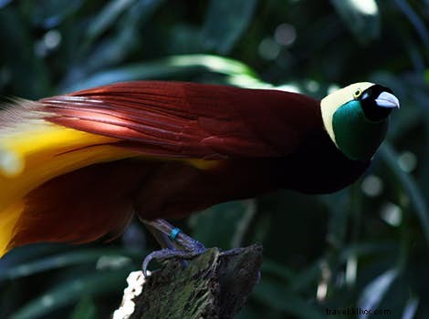 Ultimate Guide to Exceptional Birdwatching in Remote Highlands and Islands