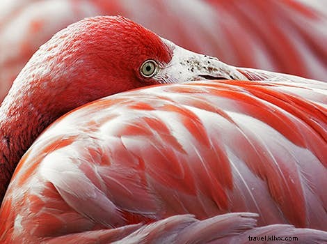 Ultimate Guide to Exceptional Birdwatching in Remote Highlands and Islands