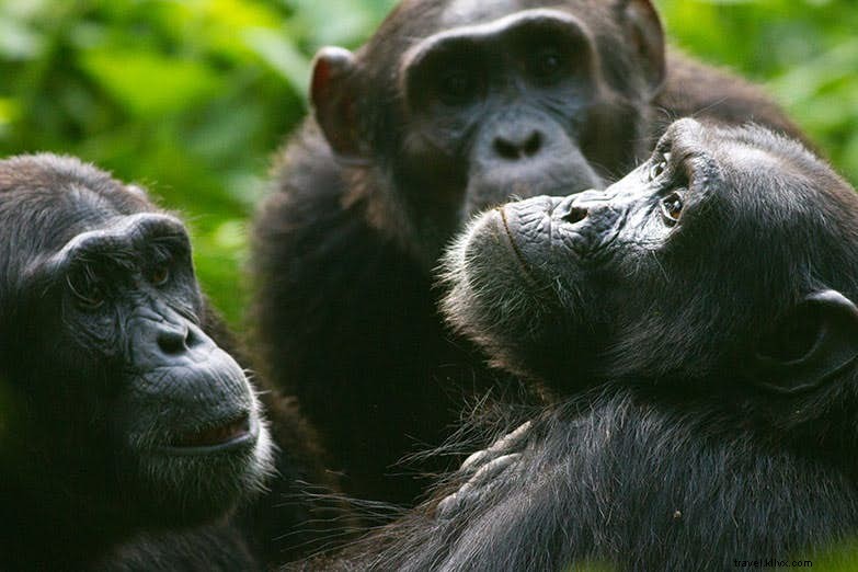 Best Places for Chimpanzee Tracking in Uganda: Kibale Forest and Beyond