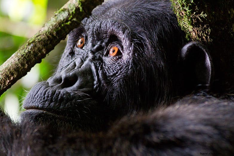 Best Places for Chimpanzee Tracking in Uganda: Kibale Forest and Beyond