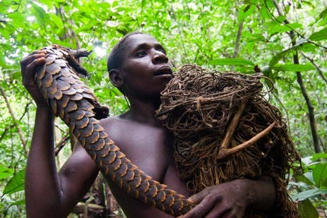 Net Hunting with BaAka Pygmies in Dzanga-Sangha Reserve, Central African Republic