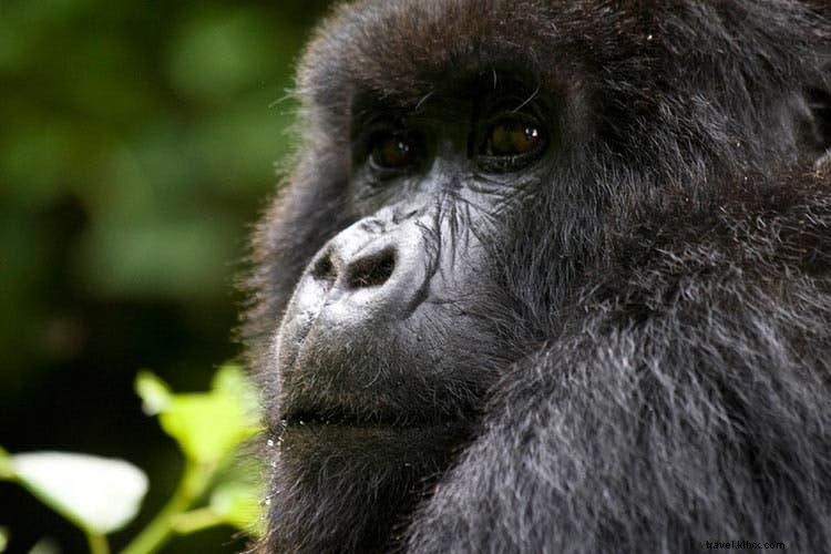 Iconic Bucket-List Travel Experiences: Luxury Splurges vs. Budget-Friendly Alternatives