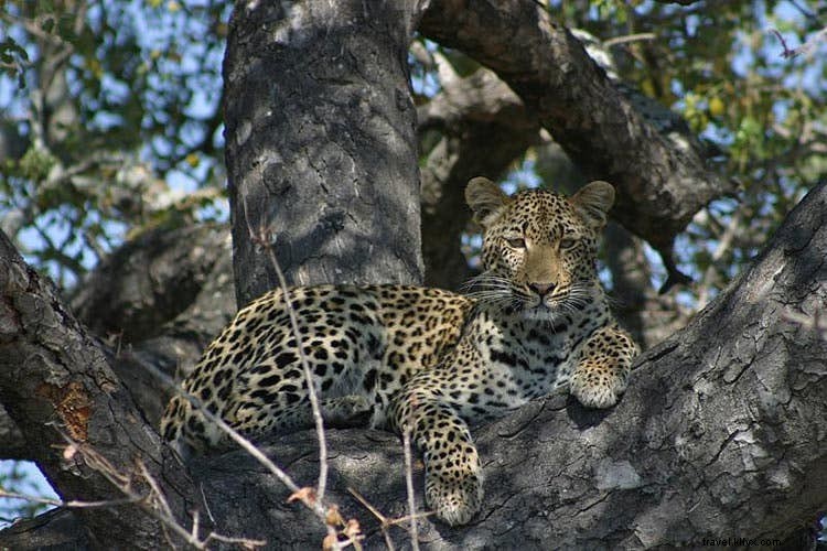 Iconic Bucket-List Travel Experiences: Luxury Splurges vs. Budget-Friendly Alternatives