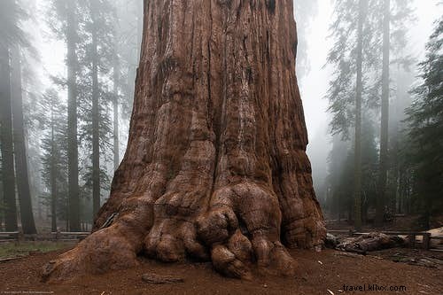 A Botanist s Guide to the World s Most Captivating Plants